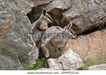 the mother and her joey yellow footed rock wallabies are on the rocks