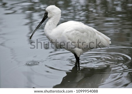 the Royal spoonbill  is in a pond looking for food