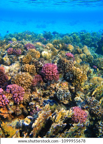 Beautiful vivid coral garden in the shallow tropical sea. Snorkeling on the coral reef in the blue sea. Paradise marine wildlife, travel picture. Aquatic life, seascape.