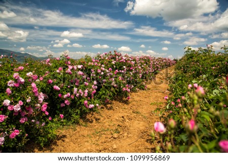 Bulgarian rose valley near Kazanlak. Rose Damascena fields.