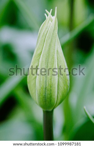 Beautiful green bulbs shape blooming  flowers in the spring season with blur green background. It is a healthy plant with fresh green leaves.  