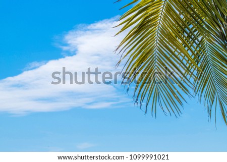 Summer tropical palm tree in the blue sky and clouds with copy space. Minimal concept. pastel tones.