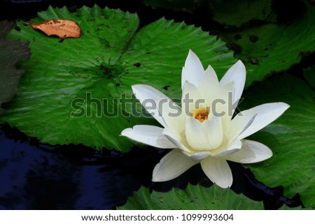 Close-up of a beautiful lotus flower