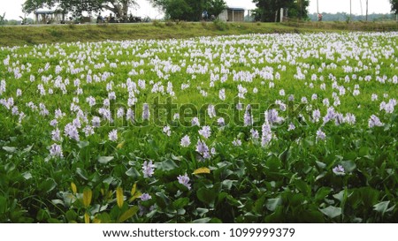 Eichhornia crassipes, the water hyacinth is actually a pretty lovely plant, with lavender flowers that bear a yellow mark on only one of their petals. 