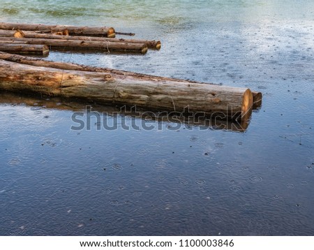 Chopped trees floating on lake surface waiting to be processed with rain ripples on the water
