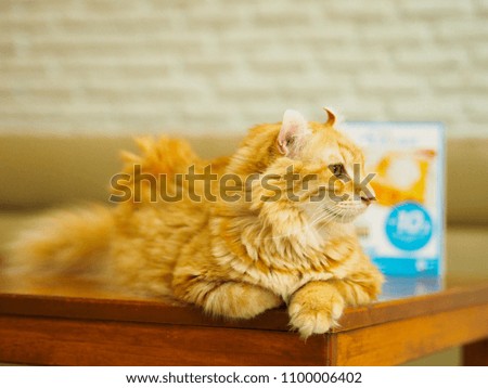 Cat on the table
