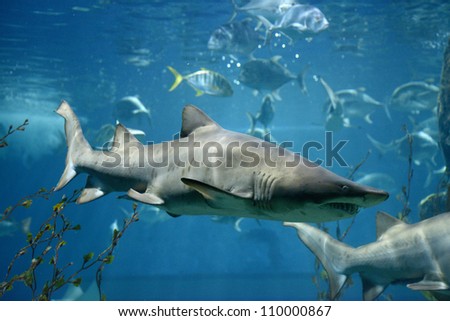 shark fish, bull shark, marine fish underwater