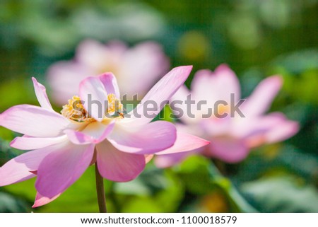 Honey bee pollinating pink Water Lily or Lotus flower are in bloom. Bright and beautiful. A bee’s pollen baskets. Pink and green blurred background. Close. Morning light. Summer season. Thailand.