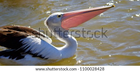 Australian Pelican With Large Pink Translucent Beak Floating On Gently Rippling Green Water Glistening In Sunlight - Image Royalty-Free Stock Photo #1100028428