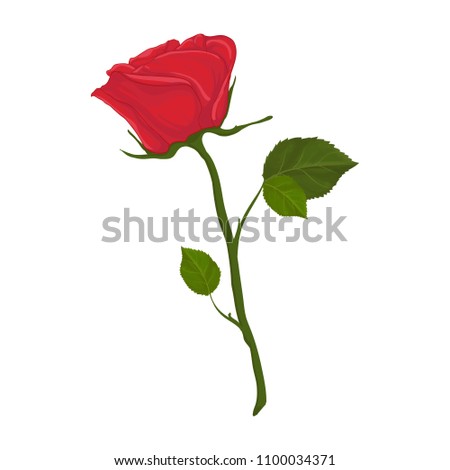 vector illustration with red flower of a rose on a white background