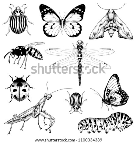 big set of vector insects graphic on a white background isolated hand drawn