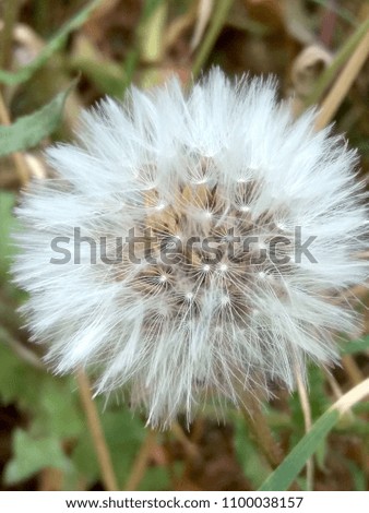 Dandelion in the field Photography 