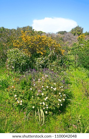 Nature (shrublands) of Corsica island, France 