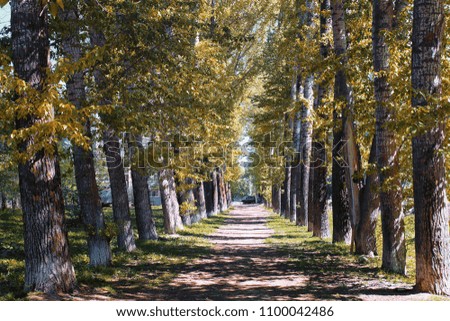 Alley poplars with yellowing leaves in late summer
