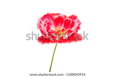 beautiful poppy isolated on white background
