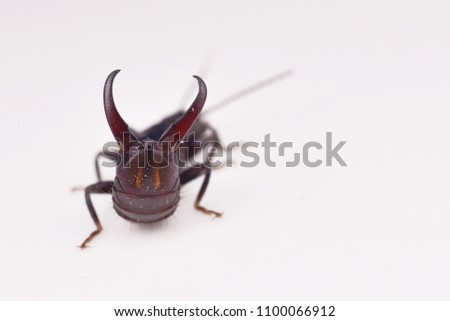 macro image of an earwig isolated on white background