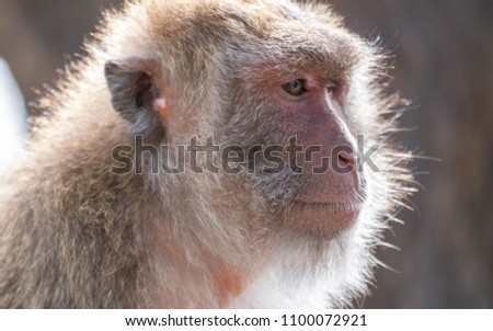 Monkey, old, baby, baby, smiling, camera, monkey at the temple, Khao Takiab tourist friendly,monkey rim light,Reflective Monkey Hair