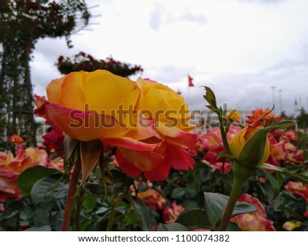 
A white rose. the background is the sky and the flag. Turkish flag and rosy rose.