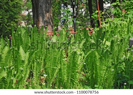 Young green shoots of fern. Beautiful fresh nature background on your desktop.