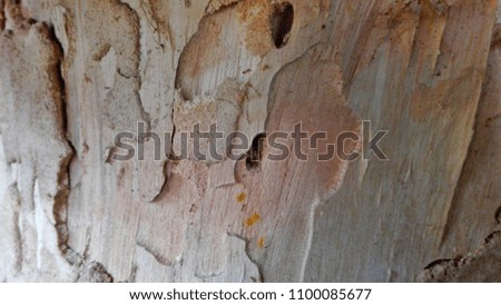 Wood Timber background