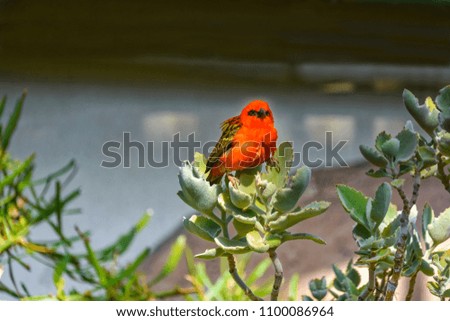 Red fody bird perching on a cactus leaf
