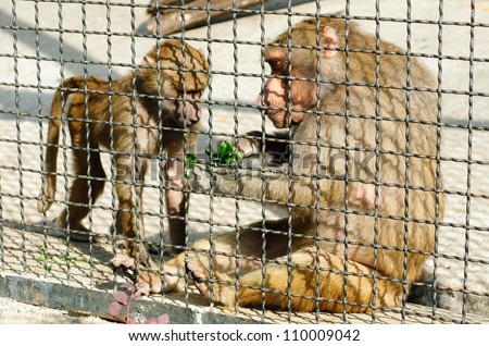 Two monkeys in a cage