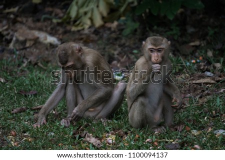 Monkeys in the zoo Royalty-Free Stock Photo #1100094137