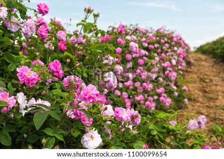 Bulgarian rose valley near Kazanlak. Rose Damascena fields. Royalty-Free Stock Photo #1100099654