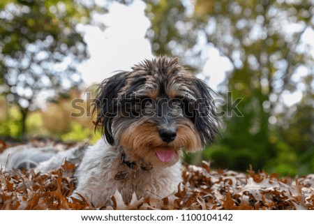 Dog playing in the autumn leaves