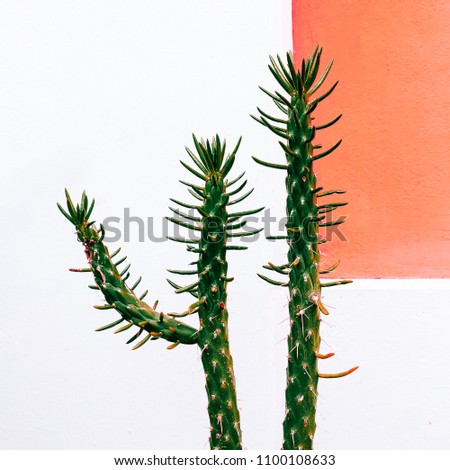 Cactus in urban location. Plant on pink concept. Cactus lover