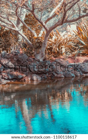 tree and palmas on the cost of pond with blue water