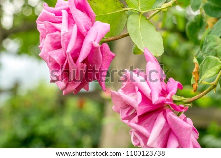 roses in the garden in spring