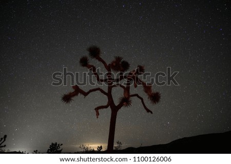 Stars behind a Joshua Tree in Joshua Tree National Park, California