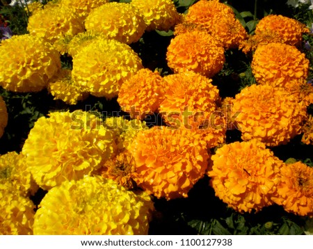 Calendulas marigolds in the sun