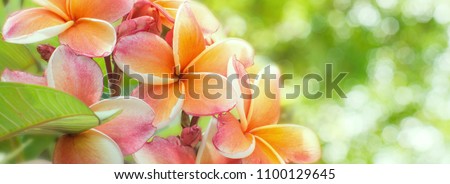 Panorama of blossoming Frangipani flower with color filter on soft pastel color in blur style for banner or cards background. Spring landscape of pink Plumeria flower. Bright colorful spring flowers