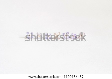 Lilac flowers in a line on a white background