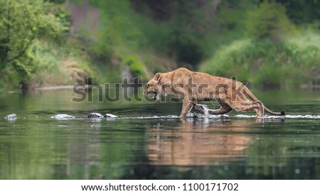 Close-up portrait of a lioness chasing a prey in a creek. Top predator in a natural environment. Lion, Panthera leo.  Royalty-Free Stock Photo #1100171702