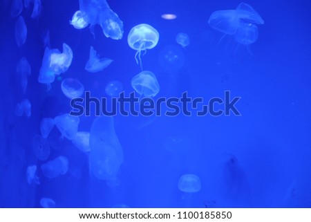 Many jellyfish and many colors. in Thailand