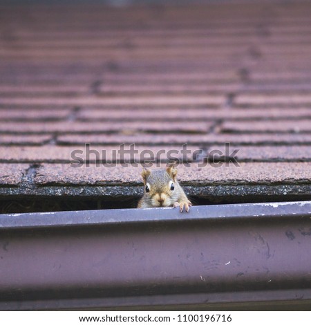 Pesky red squirrel making nest in roof; red squirrel peaking out of nest behind evestrough Royalty-Free Stock Photo #1100196716