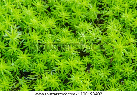 Evergreen goldmoss sedum for background. Sedum acre, commonly known as the goldmoss stonecrop, mossy stonecrop, goldmoss sedum, biting stonecrop and wallpepper , a flowering plant family Crassulaceae. Royalty-Free Stock Photo #1100198402