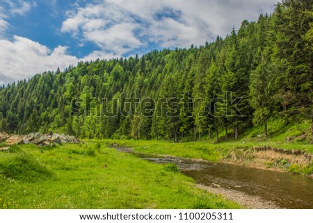 edge of forest and valley mountain stream