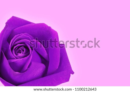 Purple roses on the pink background and copy space