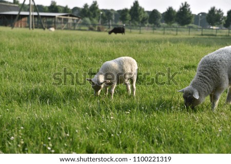 Sheep in nature. Farming outdoor.