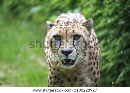 Cheetah portrait, looking at the camera