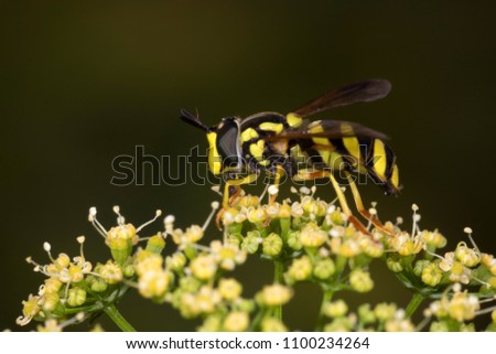 Wasp mimicking hoverfly