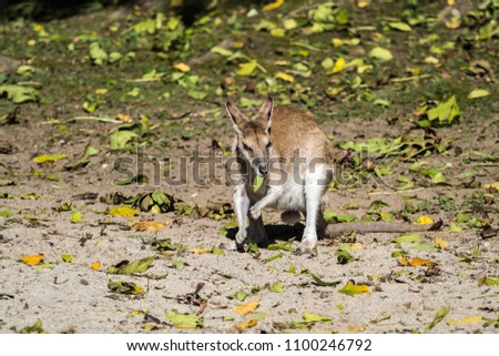 Agile wallaby (Macropus agilis) in the zoo