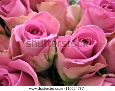 macro photo with decorative background texture of beautiful rose flowers with petals of pink color shade as a source for prints, posters, advertising, decor, interiors