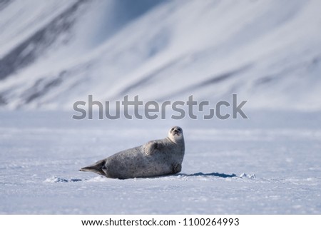  norway landscape nature seal on an ice floe  of Spitsbergen Longyearbyen  Svalbard   arctic winter  polar sunshine day  sky