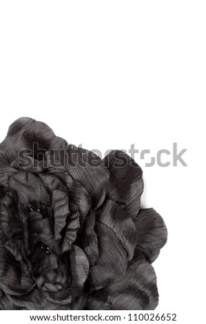 beautiful black flower on a white background