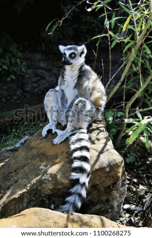 A view of a Ring Tailed Lemur